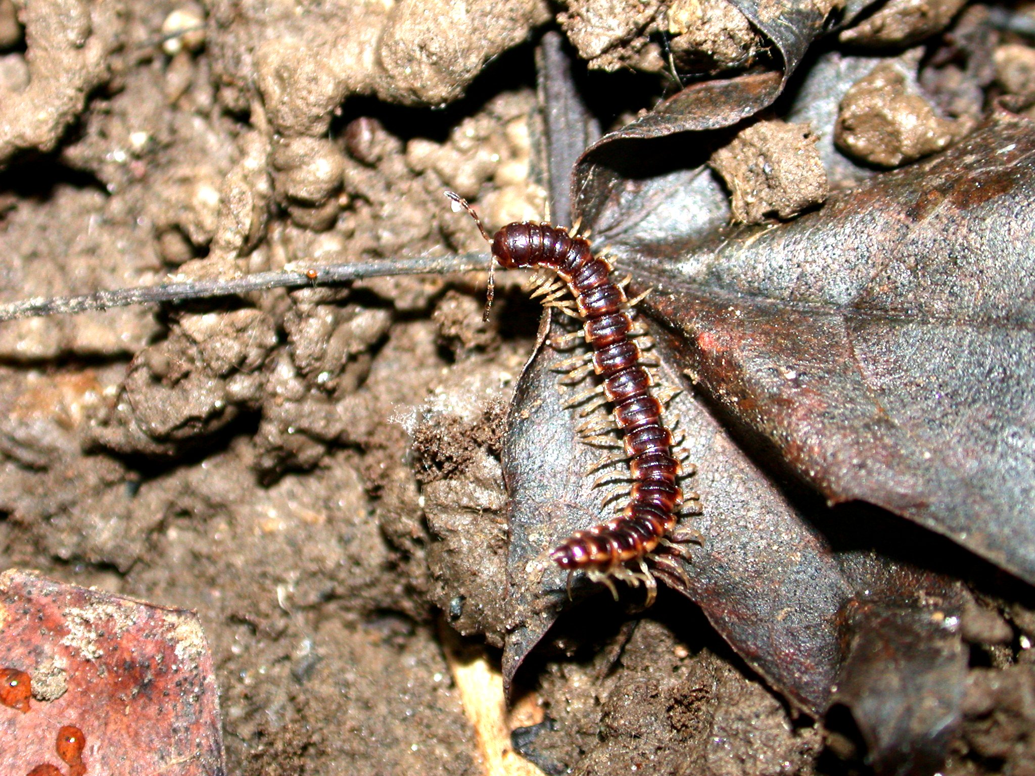 link to millipede page